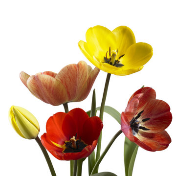 tulip flowers in white back