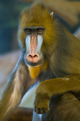 Naklejka premium Baboon