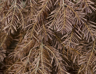 twigs with brown dry needles