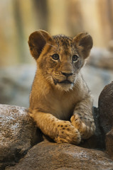 Lion Cub