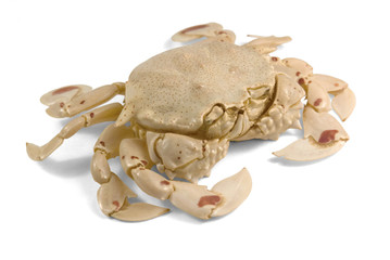 moon crab in white back