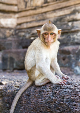 Portrait Of Young Rhesus Macaque Monkey