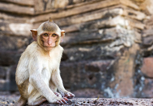 Portrait Of Young Rhesus Macaque Monkey