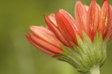 behind gerbera.