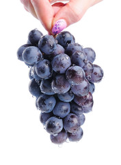 Hand holding a branch of grapes with water drops