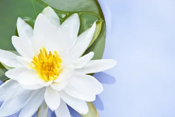 Zelfklevend Fotobehang Waterlelie Lotus flower