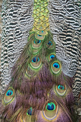 Fototapeta premium Feathers of a peacock