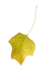 Autumn leaf falling