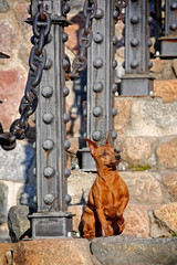 Red Miniature Pinscher