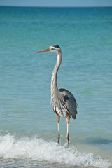 Great Blue Heron on a Florida Beach