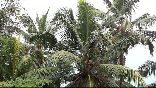 pluie tropicale sur les seychelles