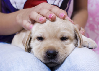 Close-up of Labrador Retriever puppy sitting on woman's  knees