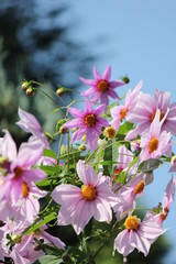 Fototapeta premium 皇帝ダリア