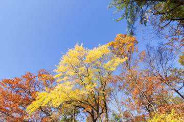 Fototapeta premium Fall Scenery.