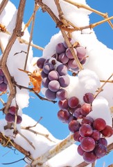 ягоды винограда  в снегу