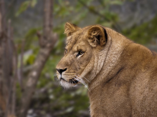 Obraz na płótnie Canvas lwica