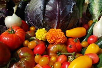 Selection of fresh colorful summer vegetables as a background