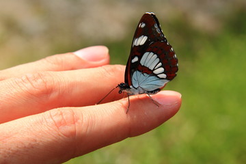 Butterfly on hand