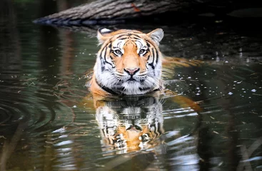 Papier Peint photo Lavable Tigre Panthera tigris tigris communément appelé tigre du Bengale