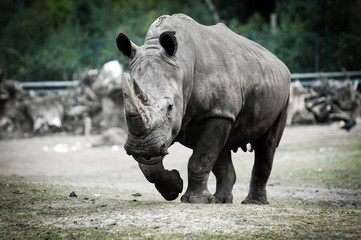Ceratotherium simum commonly know as white rhino in zoo © Fotokon