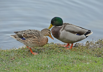 couple of mallards near the water