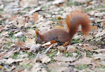 squirrel looking for acorns among oaks leaves