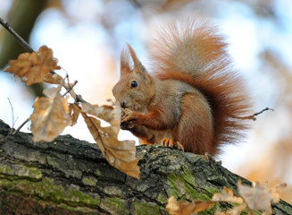 small squirrel sitting on a branch, eating nut