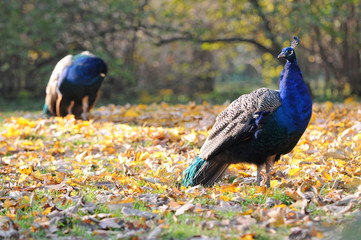 Pavo cristatus commonly known as blue peafowl