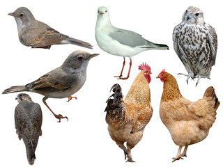 Birds a collection it is isolated