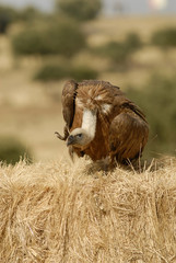Buitre sobre una alpaca de paja