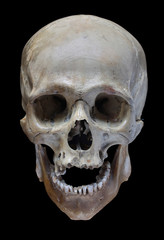 Human skull.