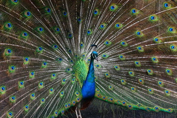 Obraz premium The Peacock