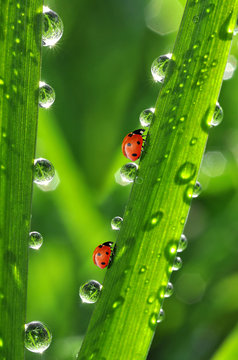 fresh morning dew and ladybird