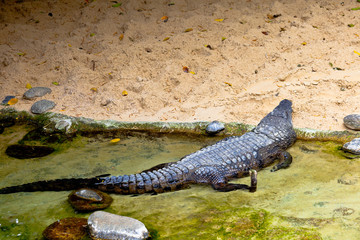 A nile crocodile, Crocodylus niloticus