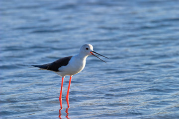 Black-Winged Stilt