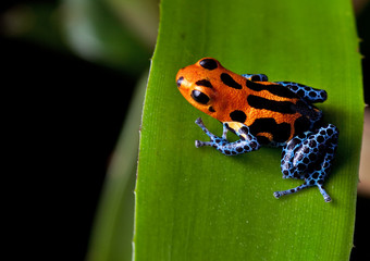 Obraz premium czerwone paski trucizna dart żaba niebieskie nogi