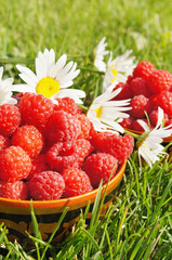 Fresh ripe raspberry on the green grass background