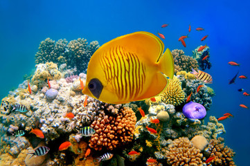 Naklejka na ściany i meble Tropical Fish on a coral reef