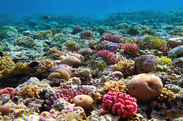 Naklejka na ściany i meble Rafa koralowa, Morze Czerwone, Egipt