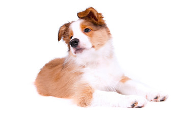 puppy of the border collie dog