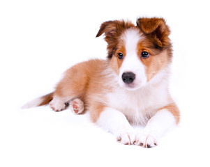 puppy of the border collie dog
