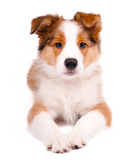 puppy of the border collie dog