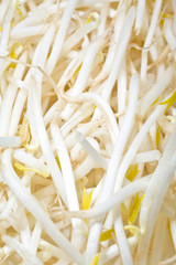 モヤシのバックグランド