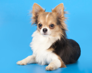 Chihuahua Close-up portrait