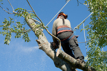 Man sawing through branch