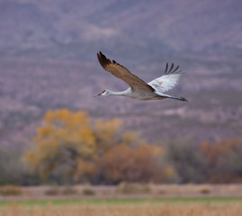 Sandhill Crane in Flight