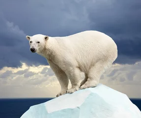 Zelfklevend Fotobehang Ijsbeer ijsbeer