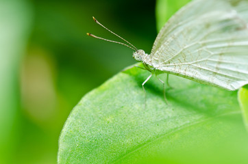 butterfly in green nature