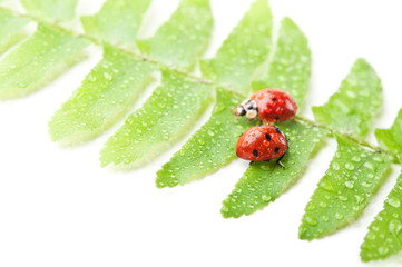 two ladybirds on green leaf