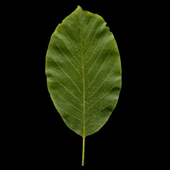 Walnut leaf